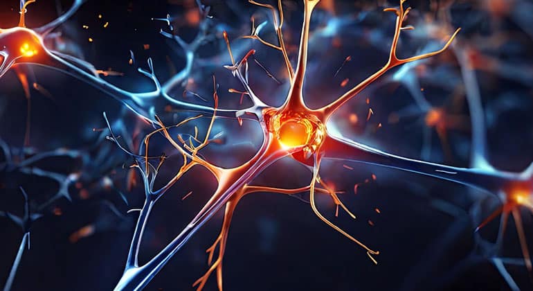 Neuronen im Gehirn - Neurogenese